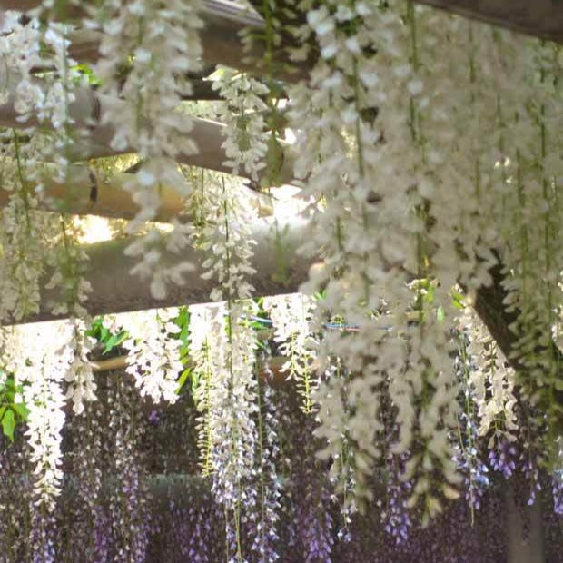 Glycine blanche sur tige - Wisteria sinensis alba - Willemse