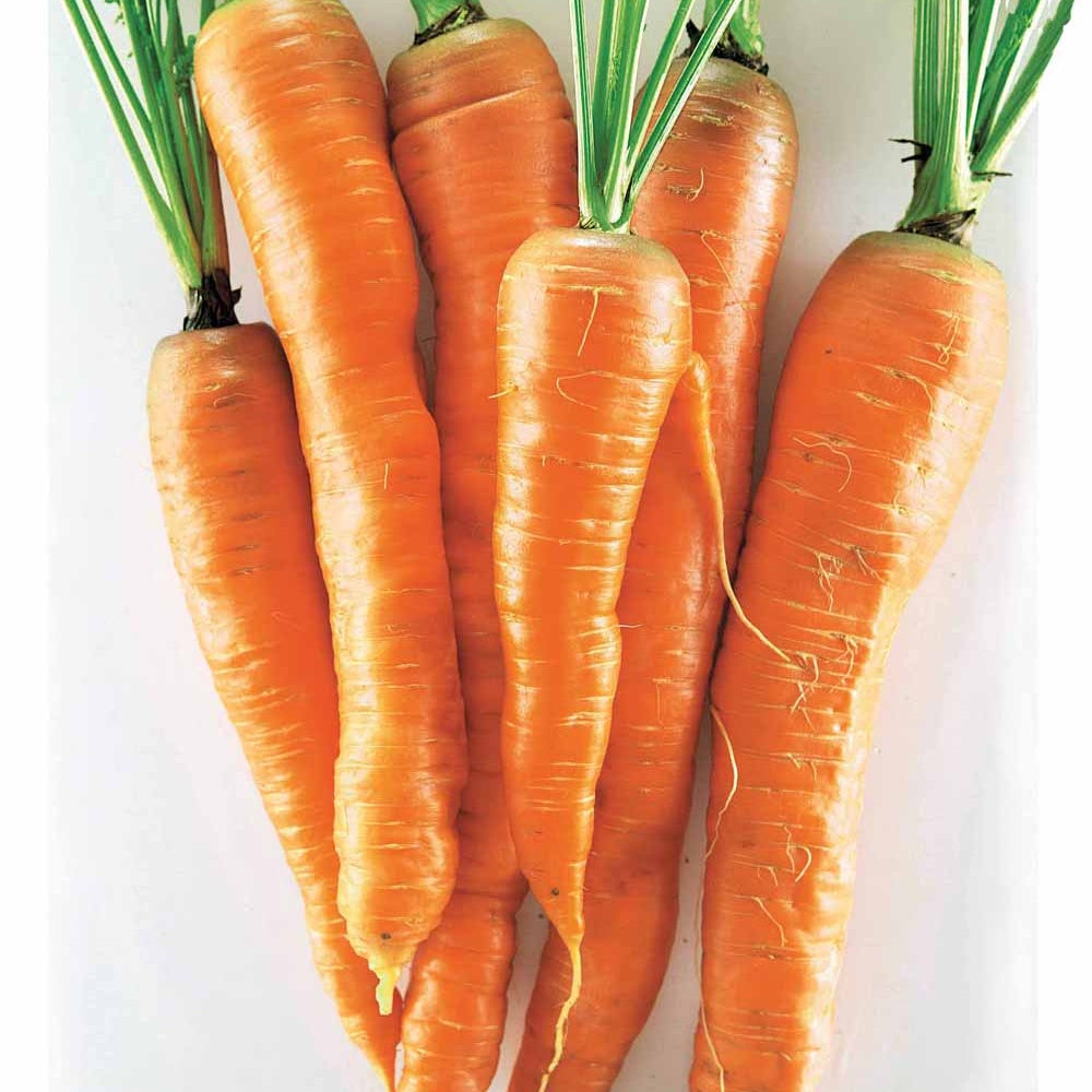 Carotte Géante de Tilques à pétiole vert - Daucus carota géante de tilques à pétiole vert - Willemse