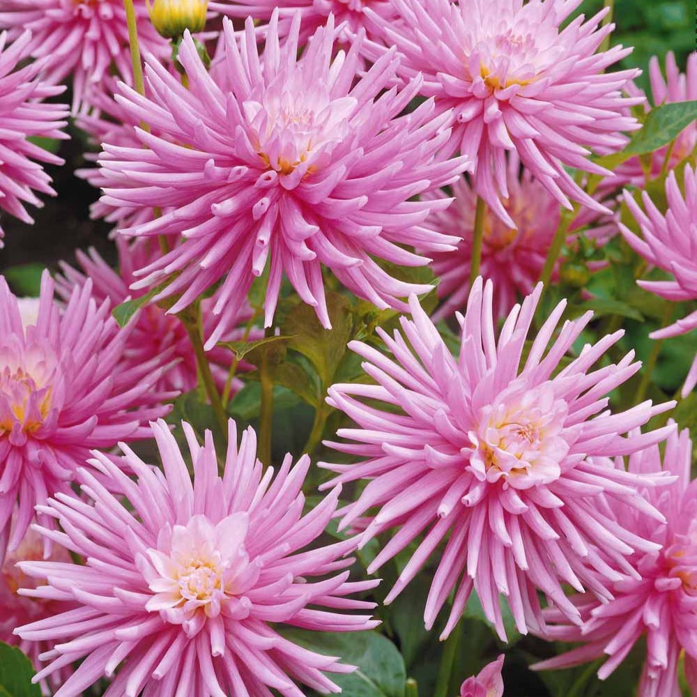 3 Dahlias cactus nain Park Princess - Dahlia Park Princess - Willemse