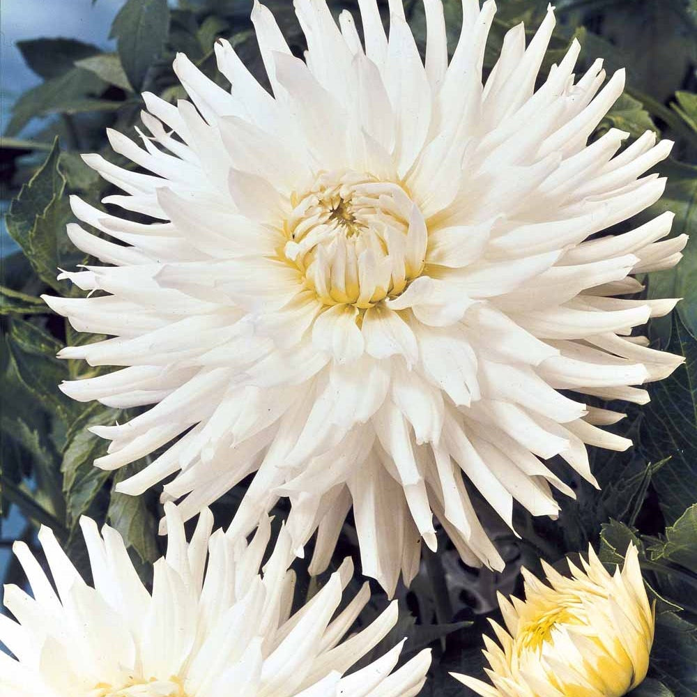 3 Dahlias cactus nain White Happiness - Dahlia white happiness - Plantes