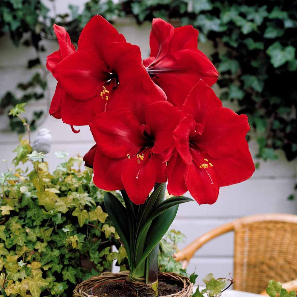 Amaryllis naine Valencia - Amaryllis valencia - Plantes