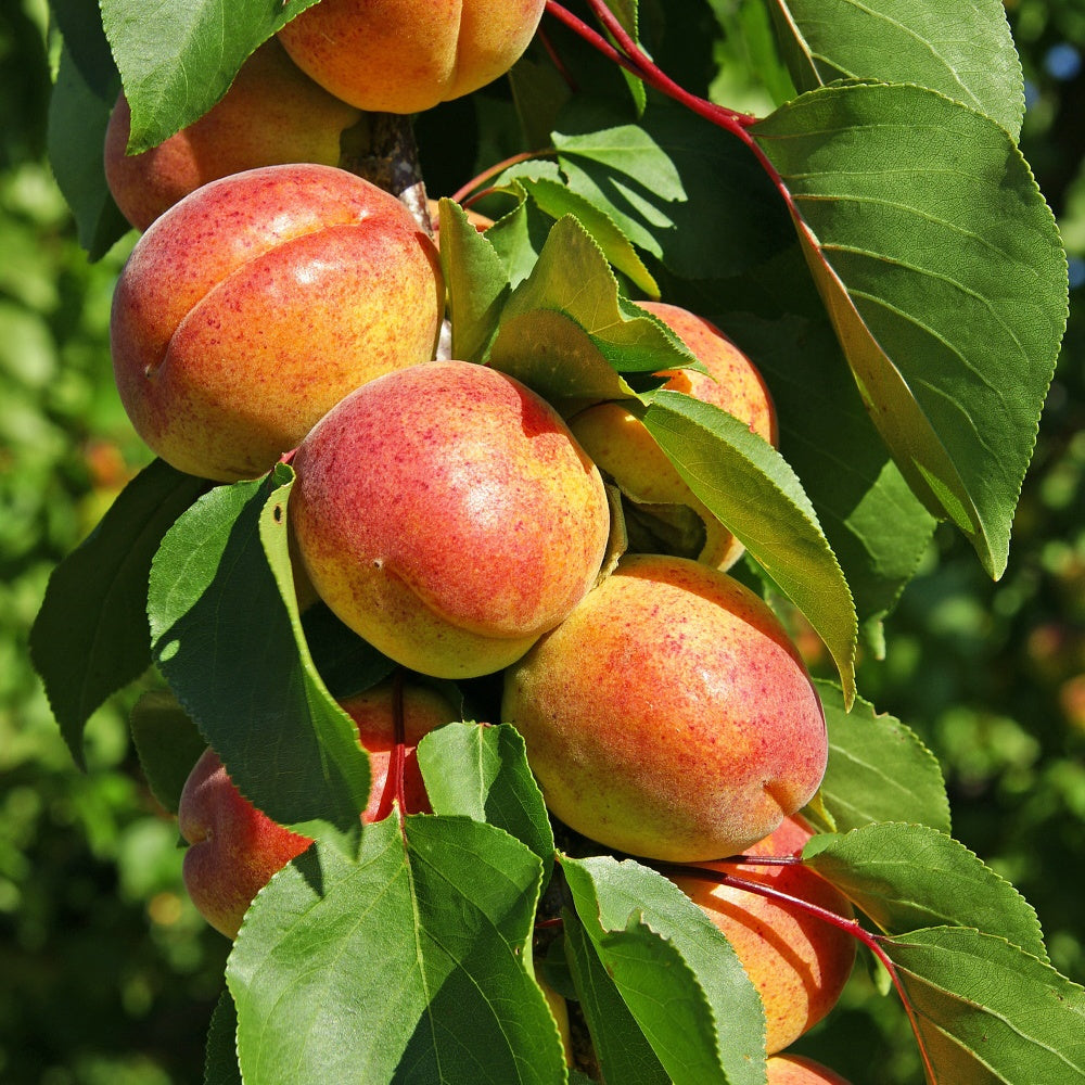 Abricotier Polonais - Prunus armeniaca polonais - Fruitiers Arbres et arbustes