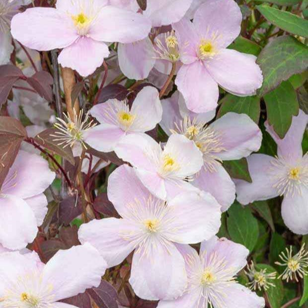 Clématite Mayleen - Clematis montana mayleen