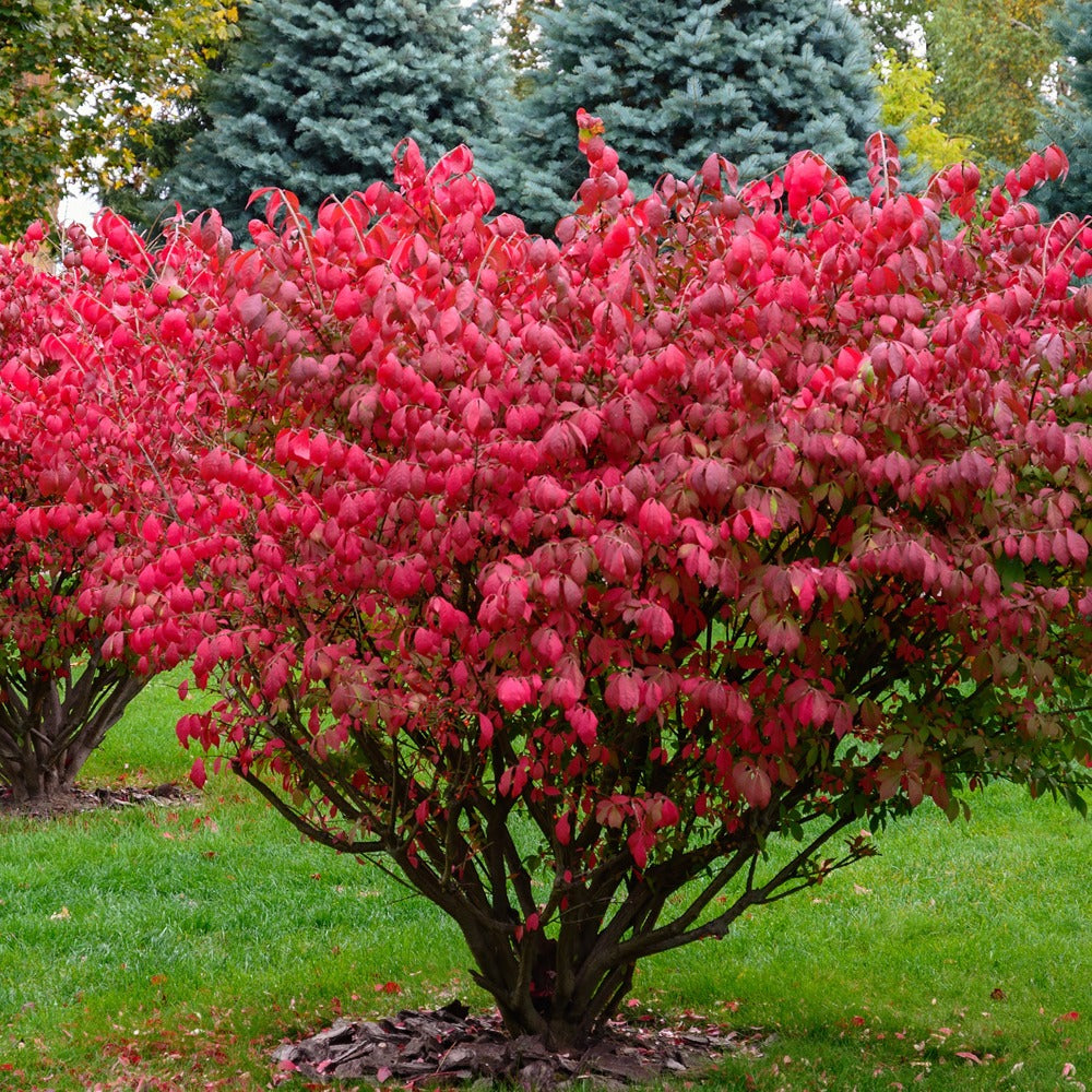 Fusain ailé - Euonymus alatus - Plantes