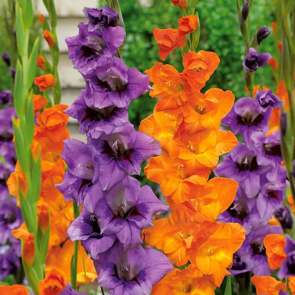 20 Glaïeuls orange et lilas - Gladiolus blue star merry - Bulbes à fleurs