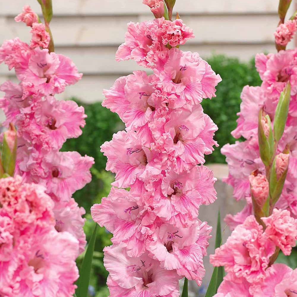 10 Glaïeuls Perroquet Katherina - Gladiolus katherina - Bulbes à fleurs