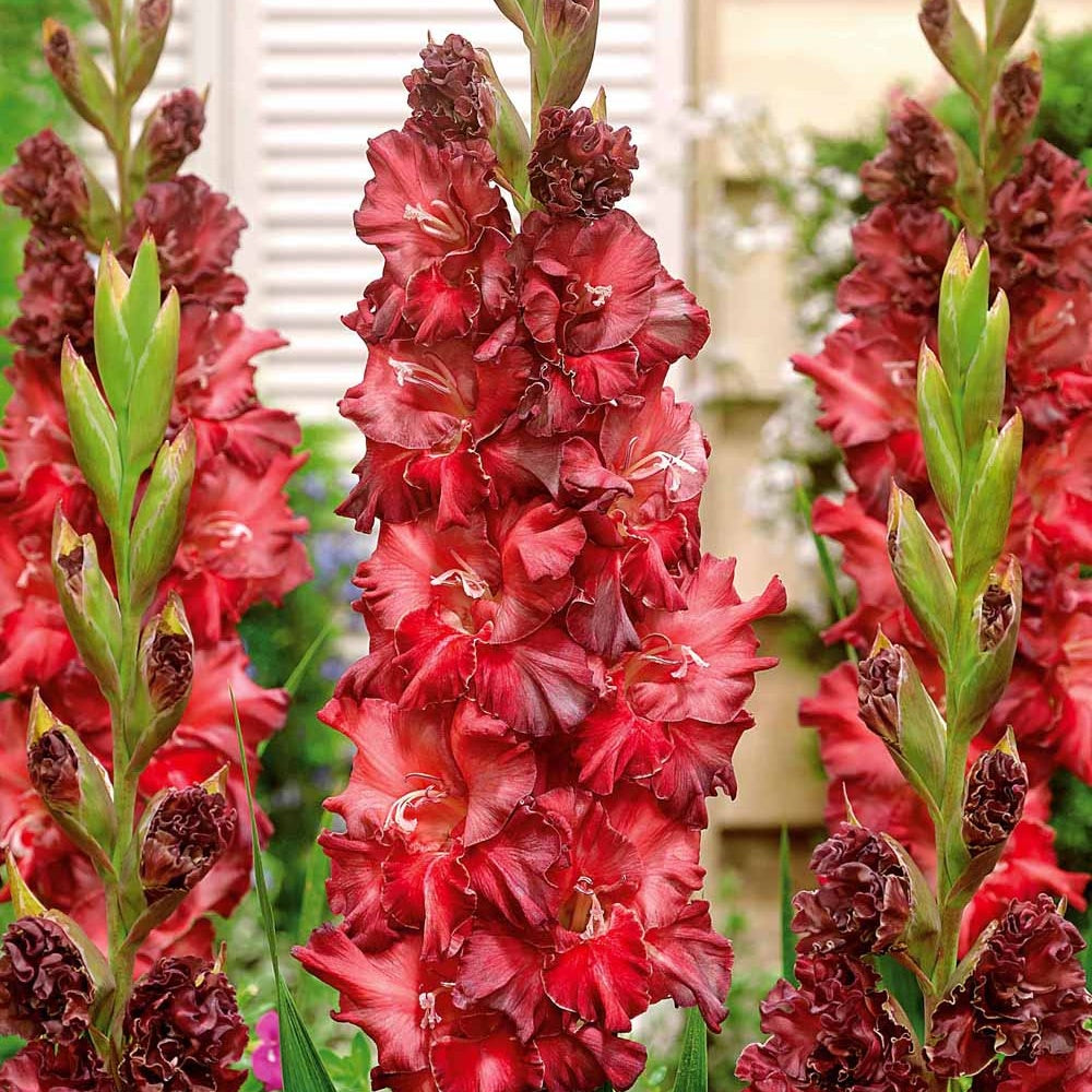 10 Glaïeuls Perroquet Saratov - Gladiolus saratov - Plantes