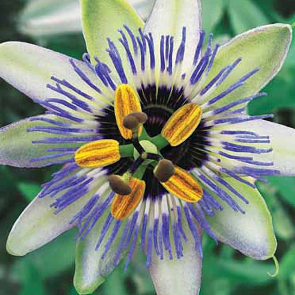 Passiflore ciel bleu - Passiflora caerulea blue sky