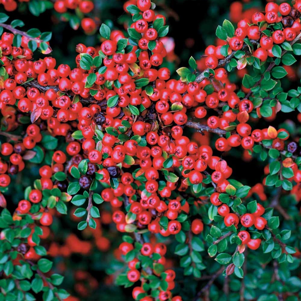 Haie de Cotonéasters - Cotoneaster lucidus - Plantes