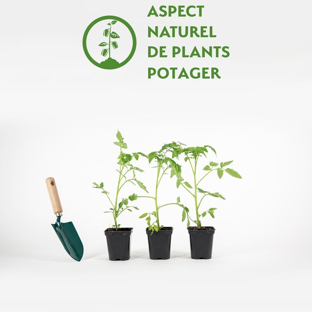 3 Plants de Tomate Lemon Boy F1 - Solanum lycopersicum lemon boy f1 - Willemse