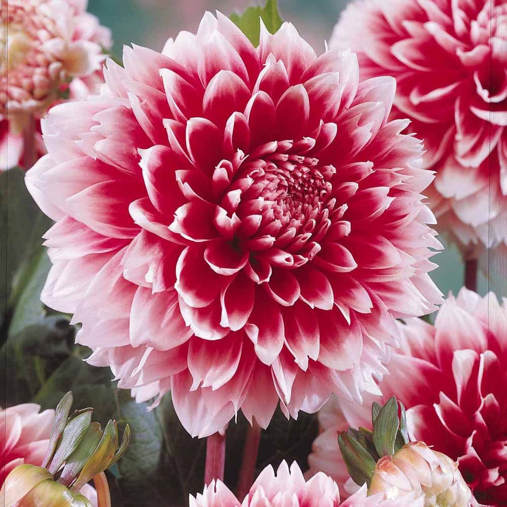 3 Dahlias décoratifs Fubuki rouge et blanc - Dahlia fubuki red and white - Plantes