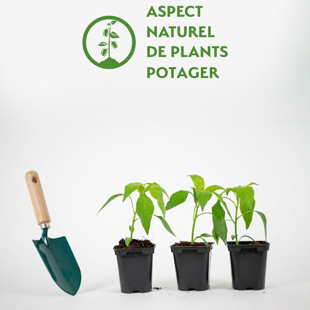 3 Plants de Piment Doux des Landes - Capsicum frutescens doux des landes - Willemse