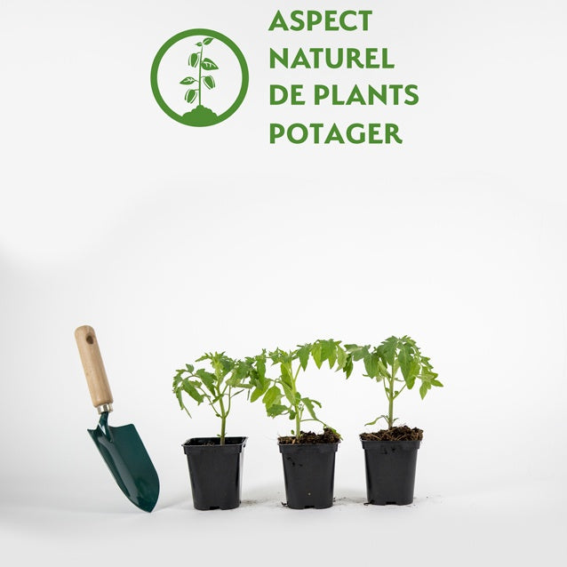 3 Plants de Tomate Orange Queen - Solanum lycopersicum orange queen - Willemse