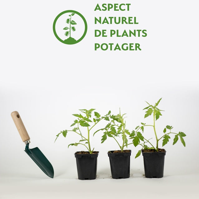 3 Plants de Tomate Saint Pierre F1 - Solanum lycopersicum saint pierre f1 - Willemse