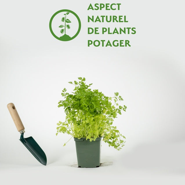Plant de Cerfeuil - Anthriscus cerefolium - Willemse