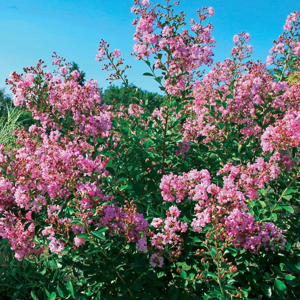 Lilas des Indes Petit Pink - Lagerstroemia indica petit pink - Arbustes