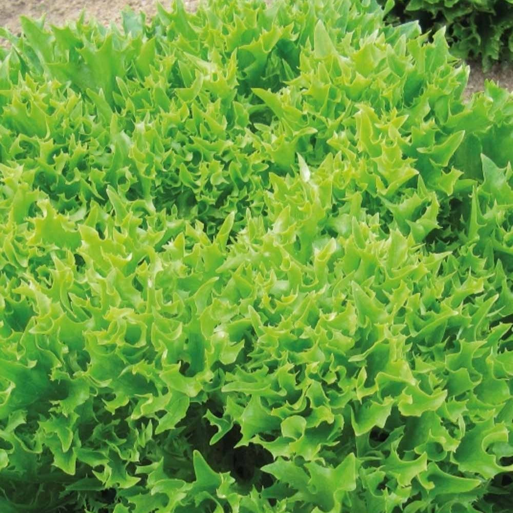 Laitue batavia frisée Eazyleaf Skilton - Lactuca sativa Eazyleaf Skilton - Willemse
