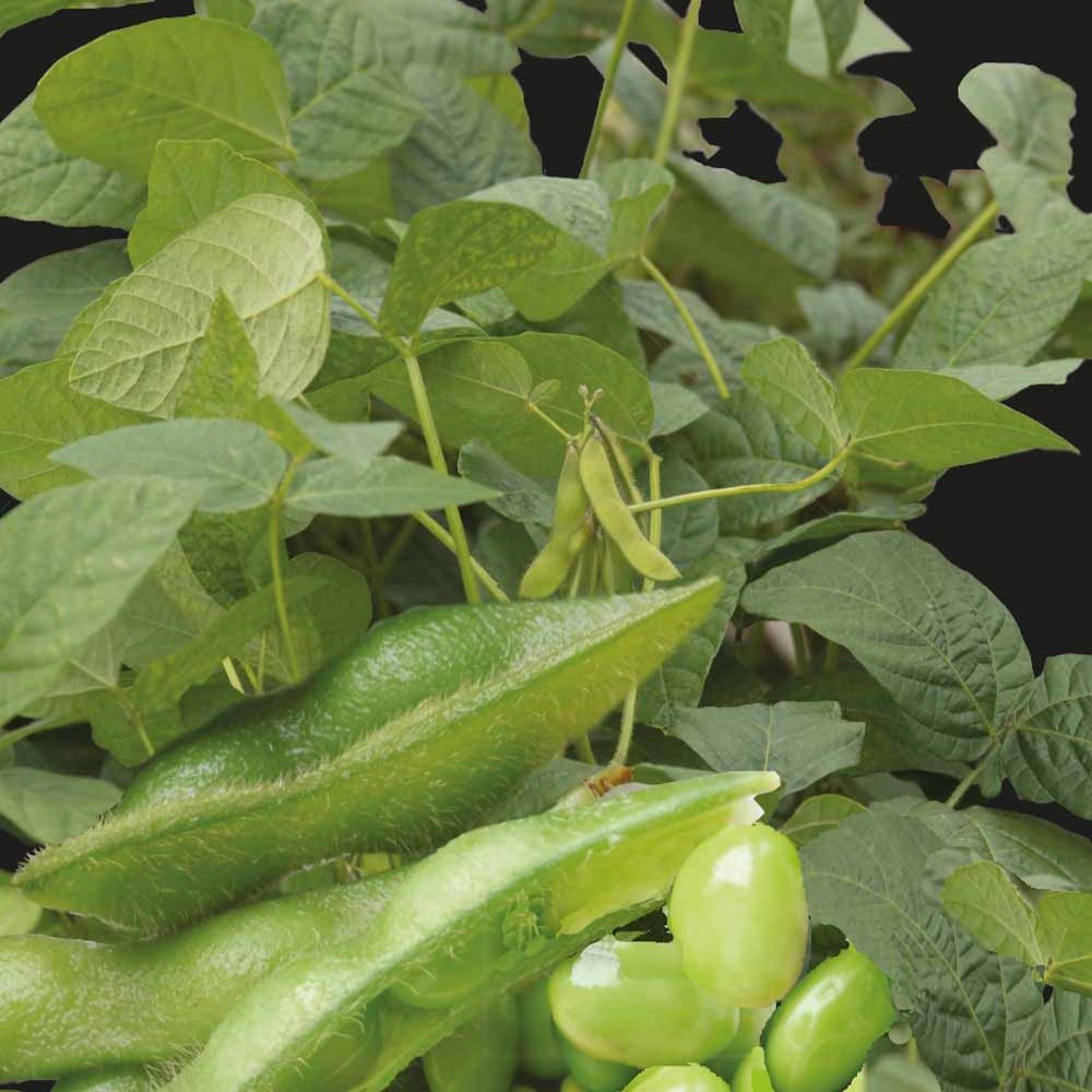 Soja Fiskeby V - Edamame - Glycine max - Potager