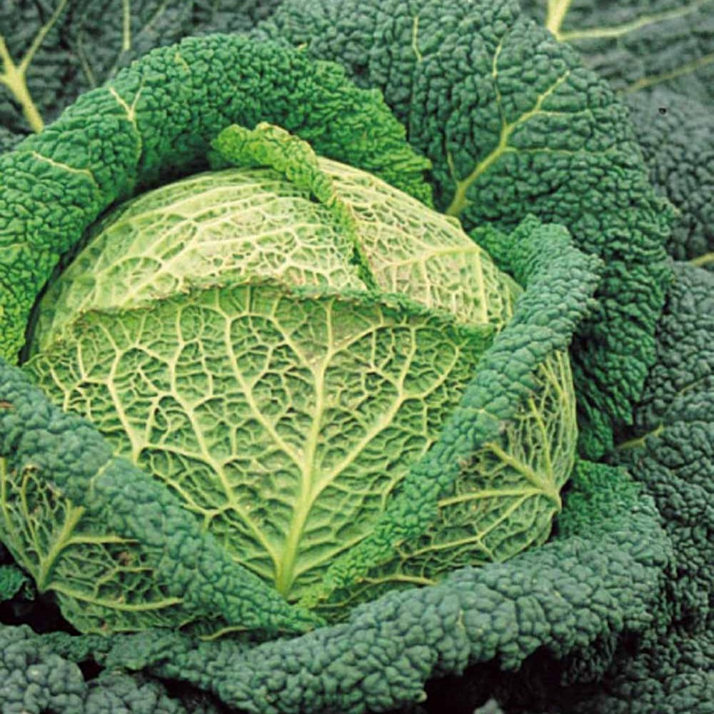 Chou de Milan d'hiver Winterkoning 2 - Brassica oleracea milan d'hiver winterkoning 2 - Potager