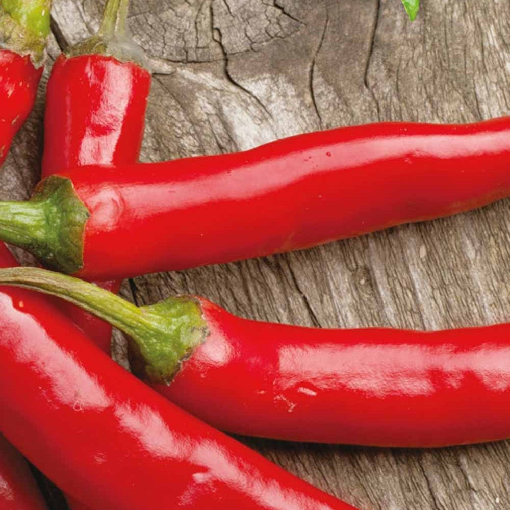 Piment Westlandse lange rode Bio - Capsicum annuum westlandse lange rode - Willemse