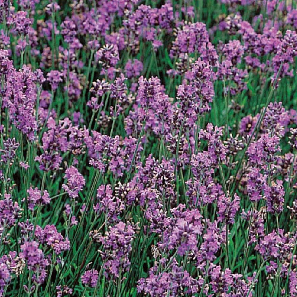 Lavande Vraie Bio - Lavandula vera - Potager