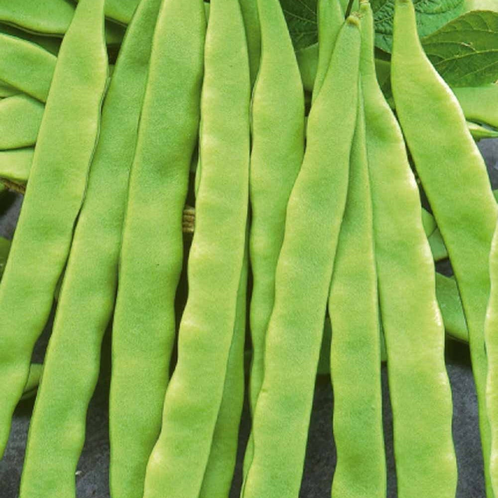 Haricot à rames Helda - Phaseolus coccineus helda - Willemse