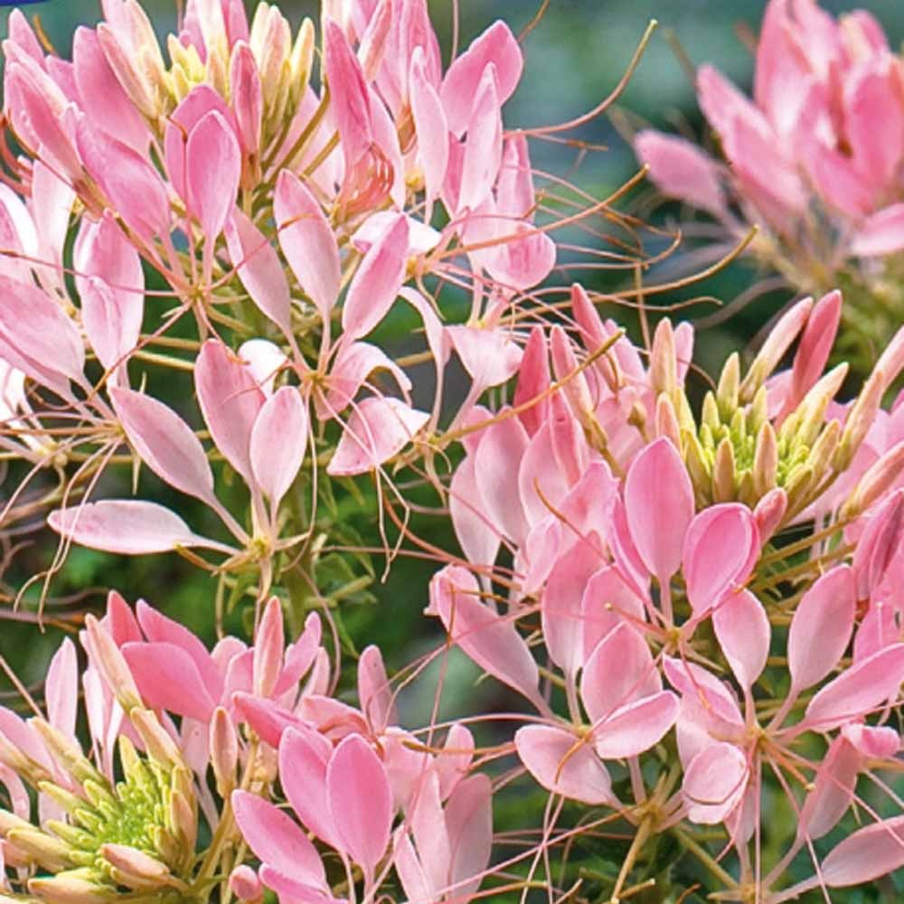 Cléome épineux Rose Beauty - Cleome spinosa rose beauty - Potager