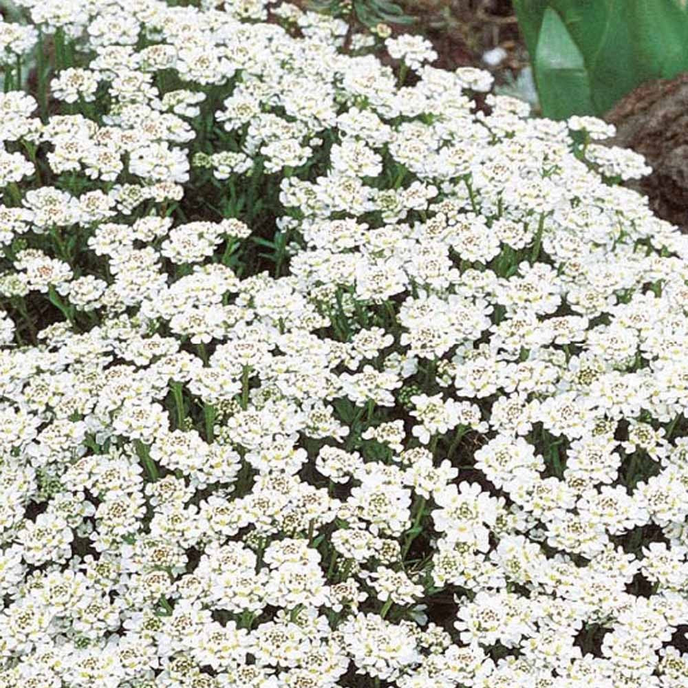 Corbeille d'argent vivace - Iberis - Iberis sempervirens - Potager