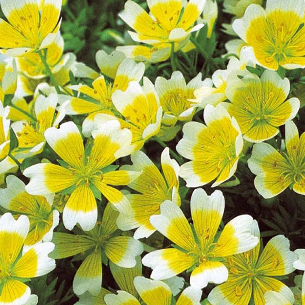 Limnanthe de Douglas - Limnanthes douglasii - Potager