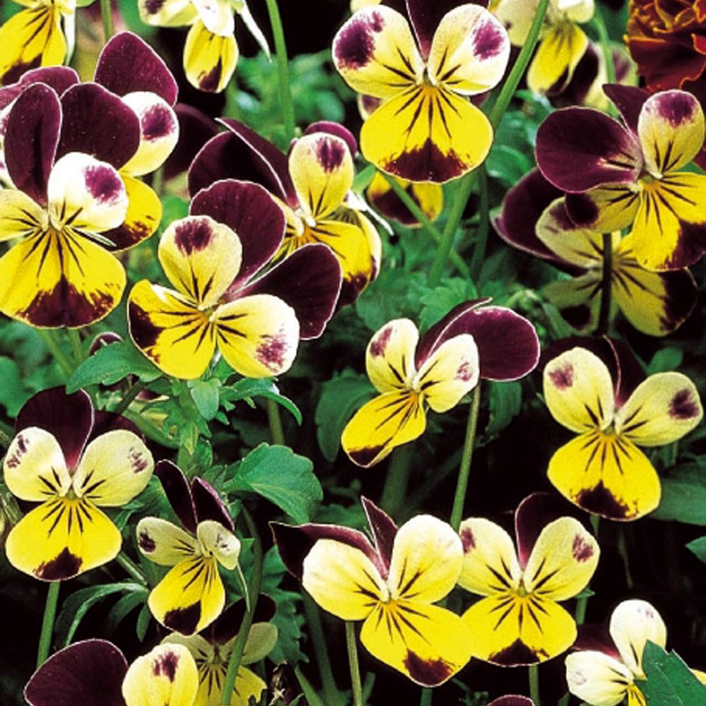 Violette cornue Helen Mount - Pensée - Viola cornuta helen mount - Willemse
