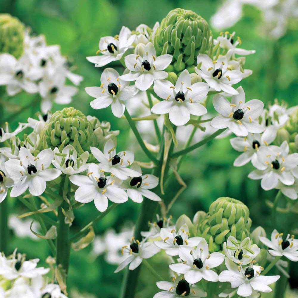 3 Ornithogales - Etoile de Bethléem - Ornithogalum saundersiae - Willemse