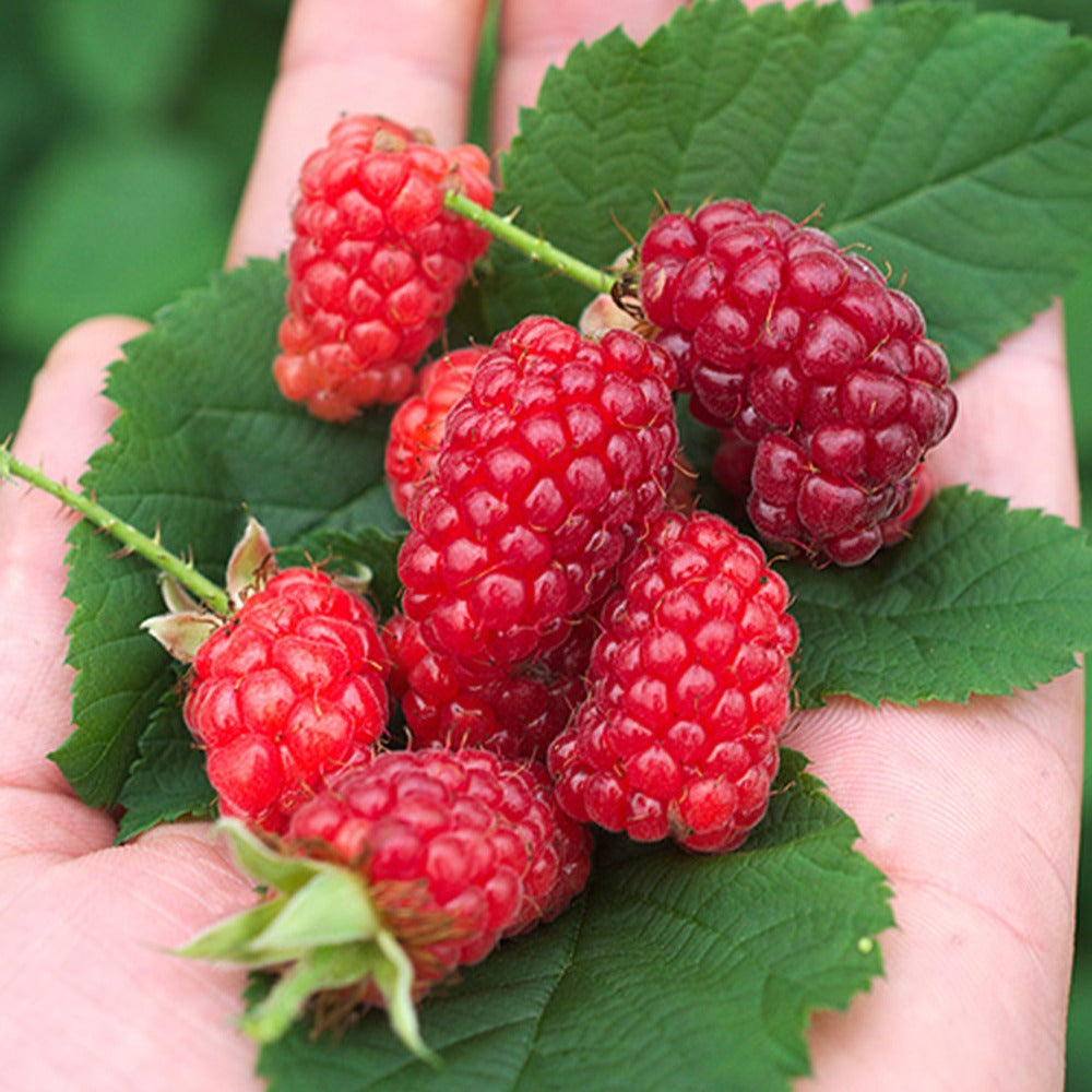 Mûre-framboise Bounty Berry - Rubus fruticosus tayberry bounty berry 'yantay' - Fruitiers Arbres et arbustes