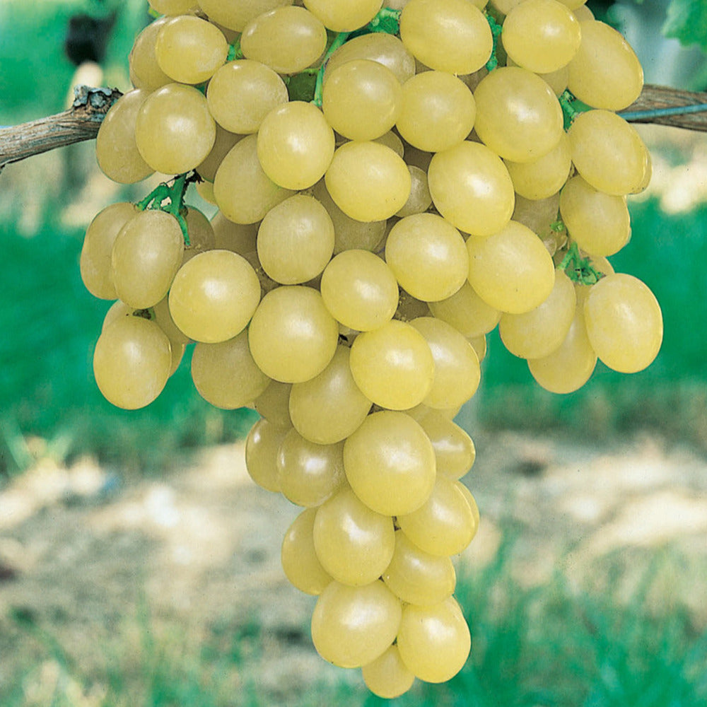 Vigne Italia - Vitis vinifera italia - Fruitiers Arbres et arbustes