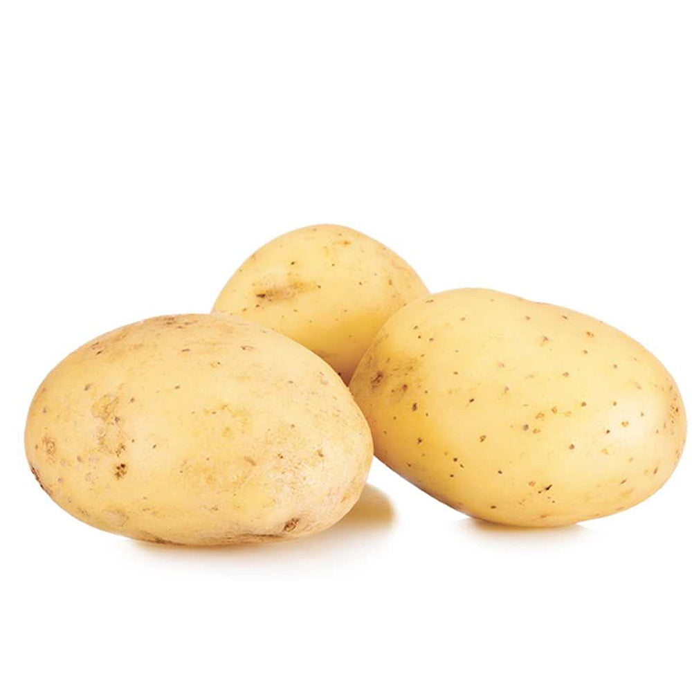 25 Pommes de terre Etincelle - Solanum tuberosum etincelle - Willemse