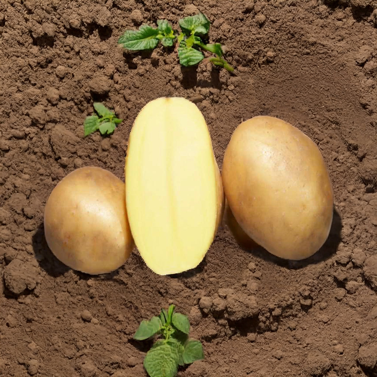 25 Pommes de terre Osiris Bio - Solanum tuberosum osiris - Willemse