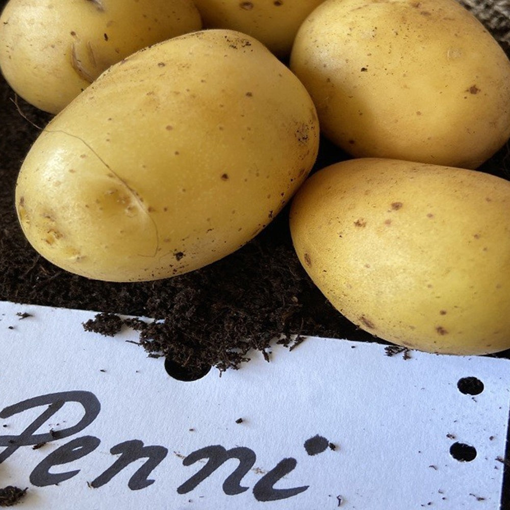 25 Pommes de terre Penni Bio - Solanum tuberosum penni - Willemse