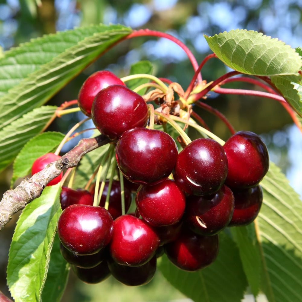 Cerisier Bigarreau Hatif Burlat - Prunus avium bigarreau hatif burlat - Plantes