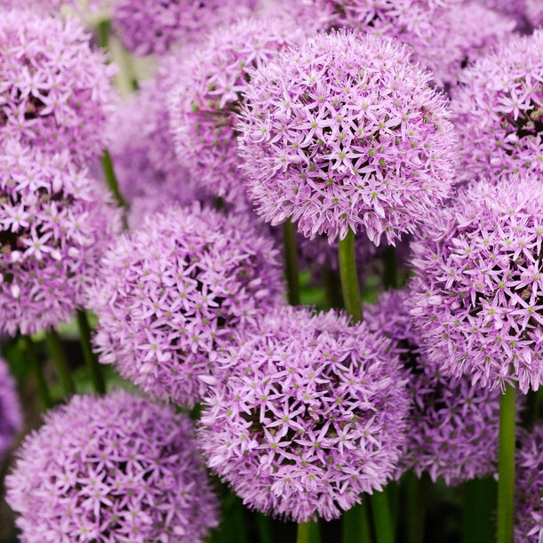 Allium Gladiator - Allium Gladiator - Willemse