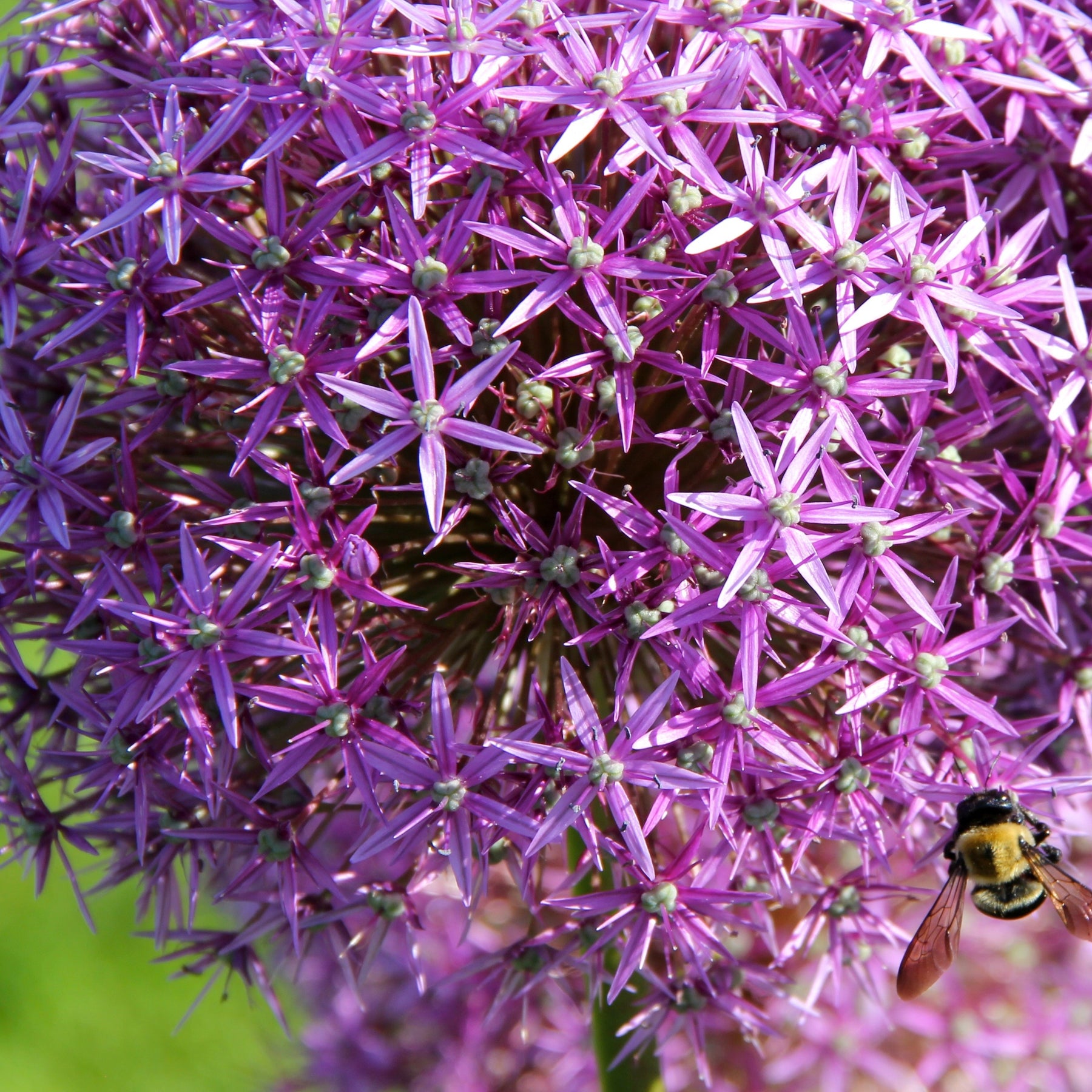 10 Alliums Christophii - Allium christophii - Plantes