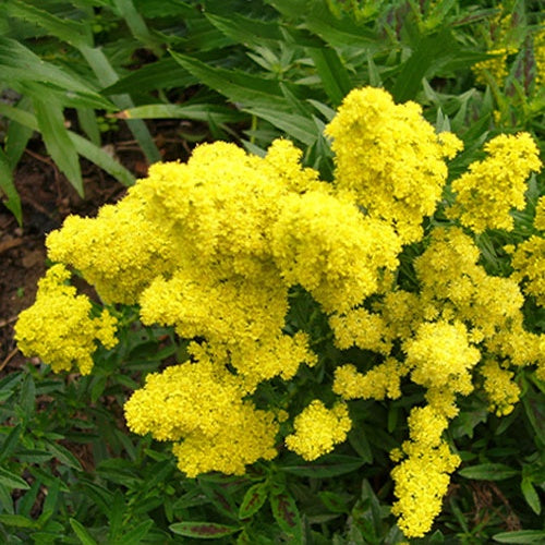 Solidago Little Lemon - Solidago little lemon - Plantes