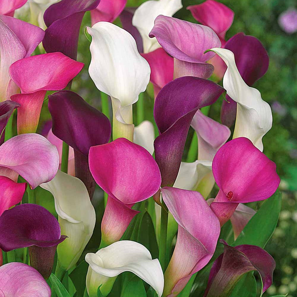 3 Callas blanc, pourpre, rose en mélange - Zantedeschia - Bulbes à fleurs