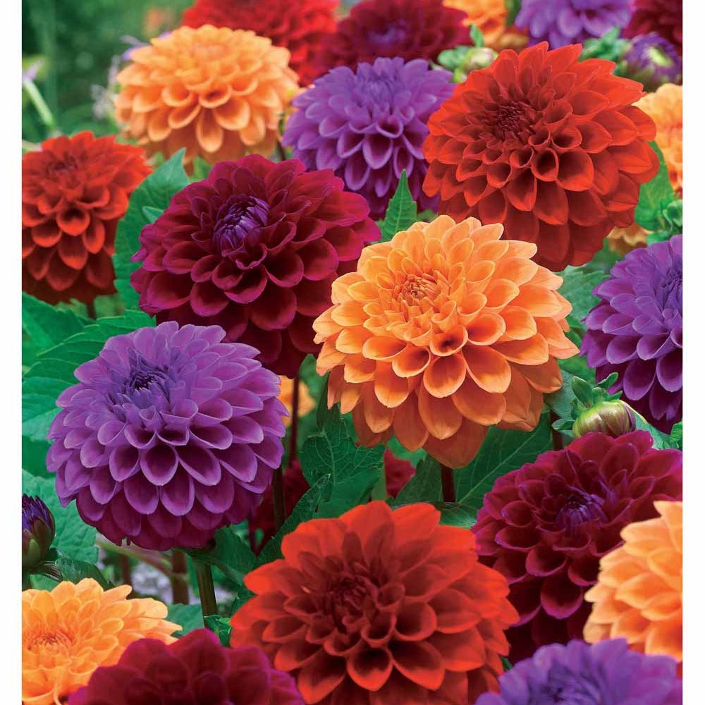 4 Dahlias pompons en mélange - Dahlia - Plantes