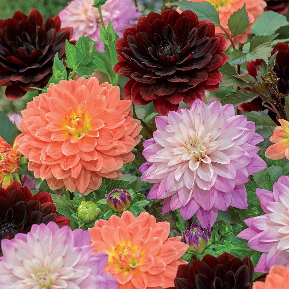 5 Dahlias Star en mélange main image 1
