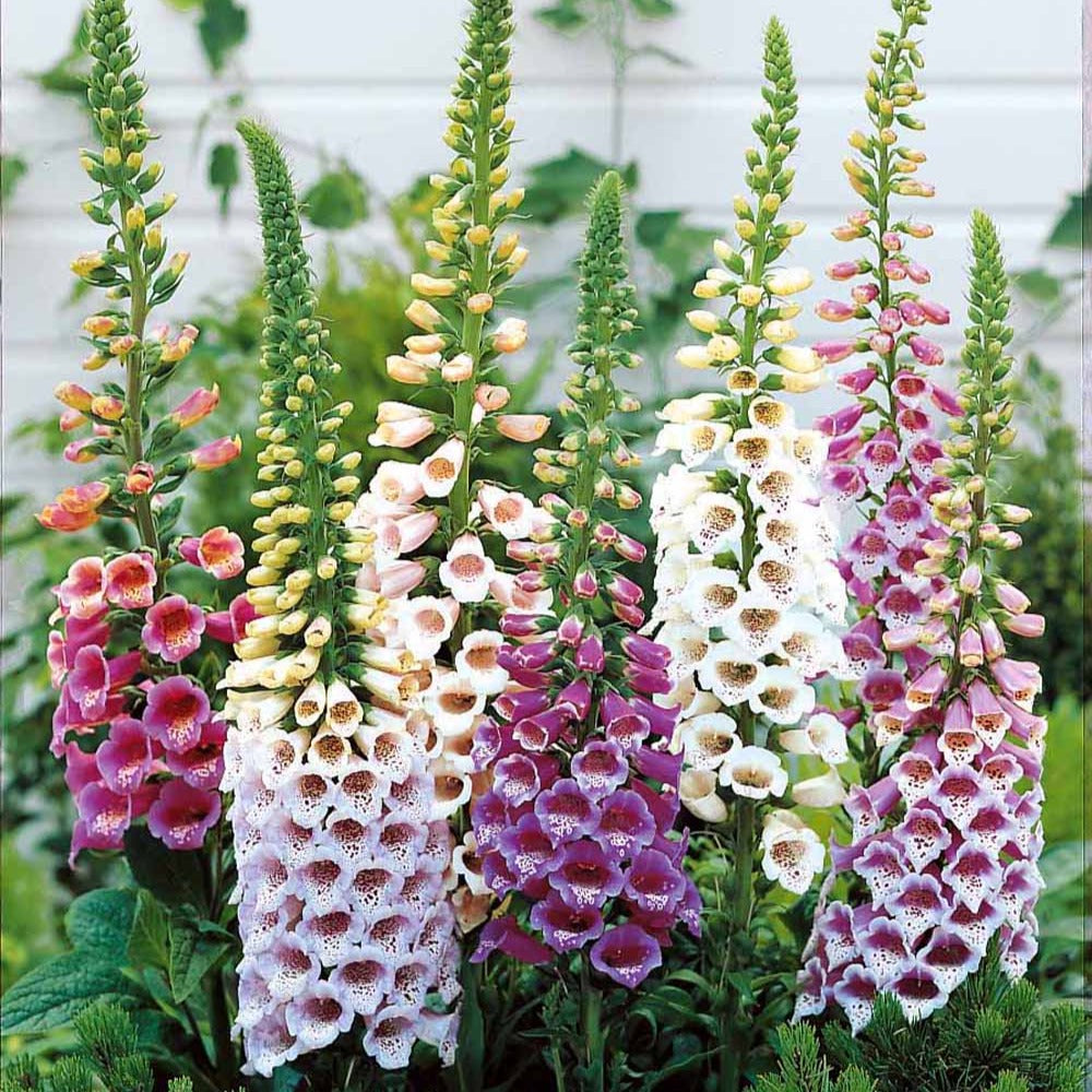 3 Digitales en mélange - Digitalis purpurea - Plantes