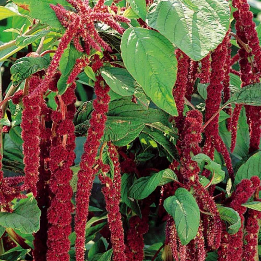 Amarante queue de renard - Amaranthus caudatus - Willemse