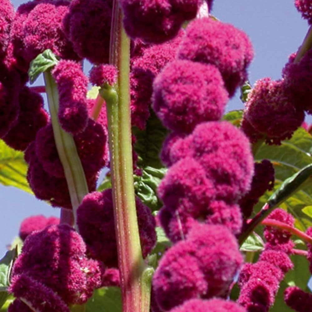 Amarante gibbeuse Dreadlocks - Amaranthus caudatus gibbosus - Willemse