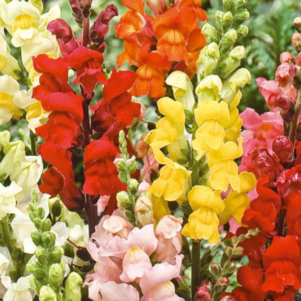 Muflier demi-naine Rainbow en mélange - Antirrhinum majus nanum - Potager