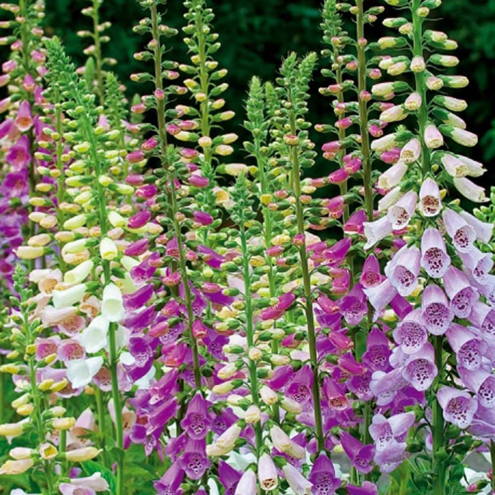 Digitales pourpre Excelsior en mélange - Digitalis purpurea - Potager