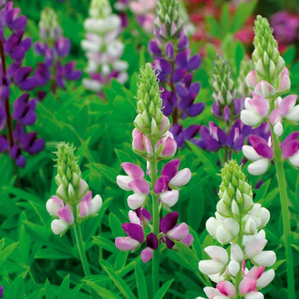 Lupin annuel d'Hartweg en mélange - Lupinus hartwegii - Potager