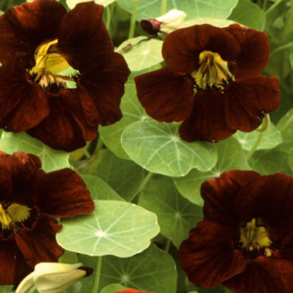 Capucine naine à fleurs simple King Theodore - Tropaeolum majus nanum king theodore - Potager